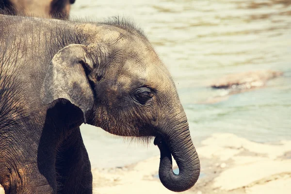 Elefante sullo Sri Lanka — Foto Stock