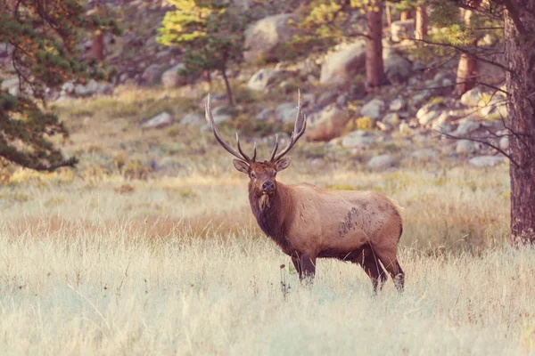 Herten in de Rocky Mountains — Stockfoto