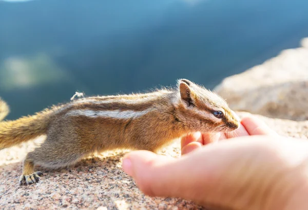 Chipmunk toucher la main — Photo