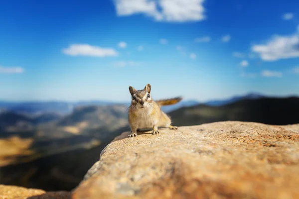 Chipmunk on stone — Stock Photo, Image