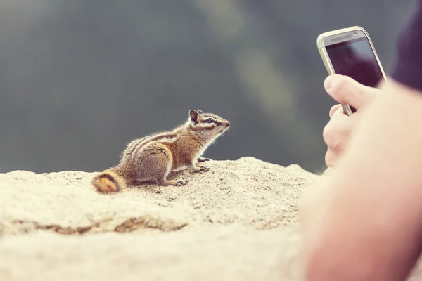 돌에 다람쥐 — 스톡 사진