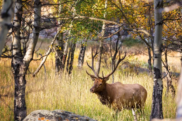 Rehe im Wald — Stockfoto