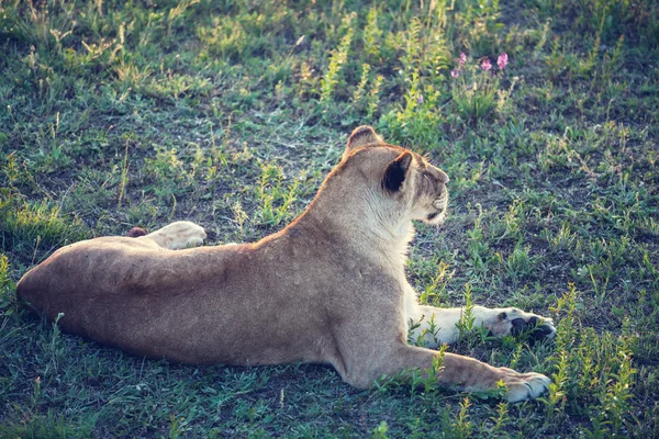 Löwe auf Gras — Stockfoto