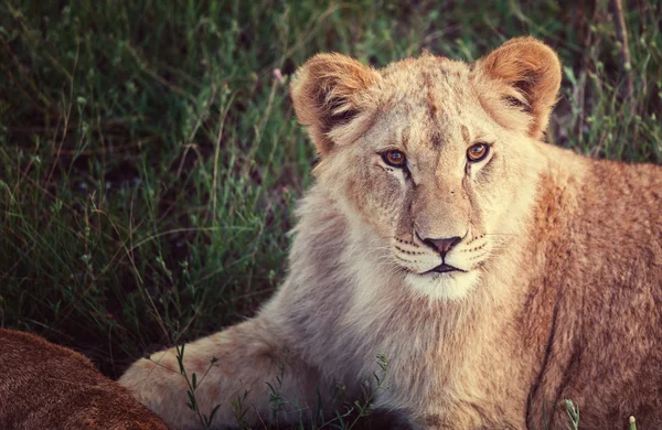 Lion på gräs — Stockfoto