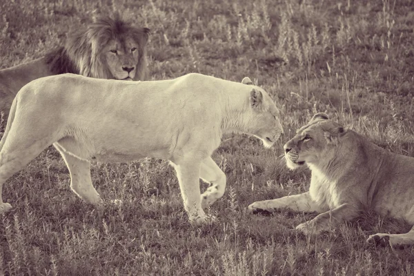 Leones sobre hierba — Foto de Stock