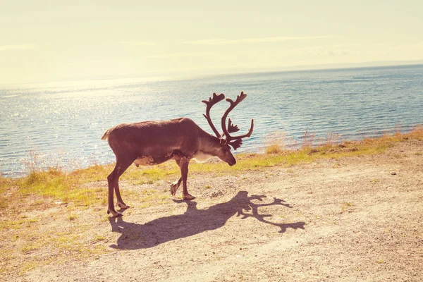 Rendieren in Noorwegen — Stockfoto