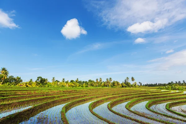 Risfält. Bali — Stockfoto