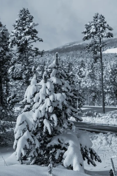 Foresta invernale — Foto Stock