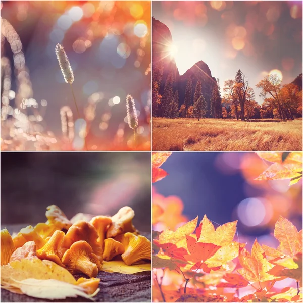 Осенний коллаж — стоковое фото