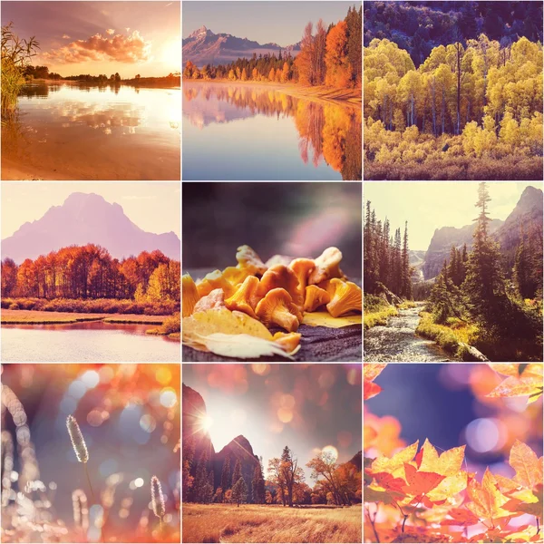 Herfst collage — Stockfoto