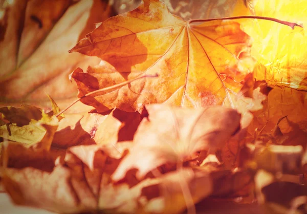 Autumn leaves — Stock Photo, Image