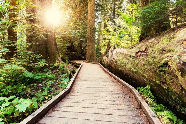 Boardwalk in forest — Stock Photo, Image