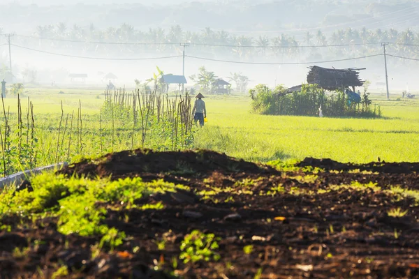 Fält i Indonesien — Stockfoto