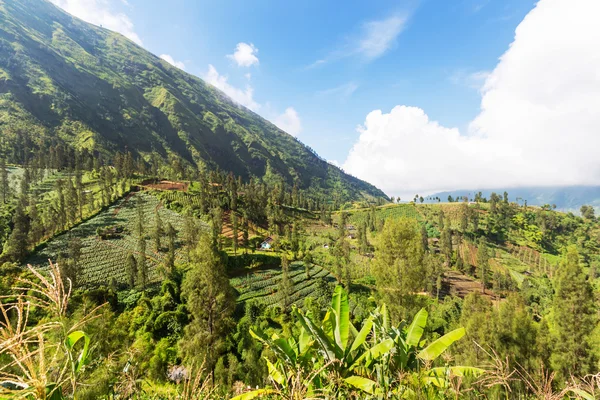 Feld in Indonesien — Stockfoto