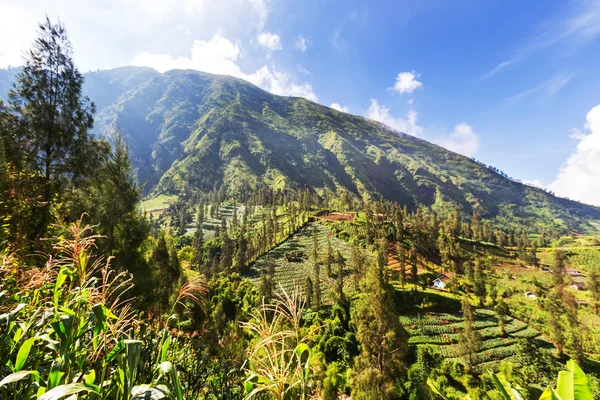 Fält i Indonesien — Stockfoto