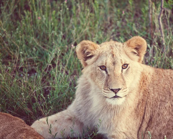 Lion på gräs — Stockfoto