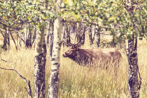 Deer in autumn — Stock Photo, Image