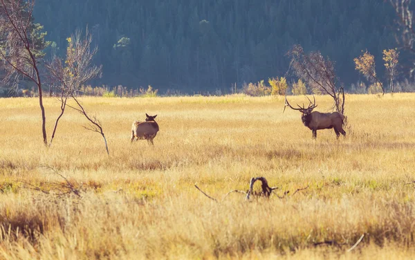 Deers in autumn — Stock Photo, Image