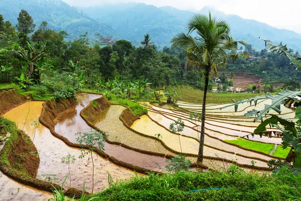 Fält i Indonesien — Stockfoto