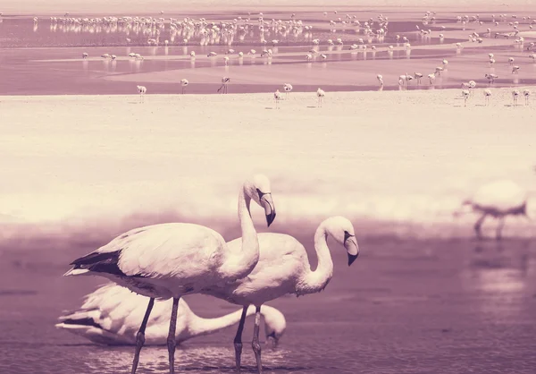 Flamingo i bolivia — Stockfoto