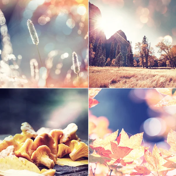 Herfst collage — Stockfoto