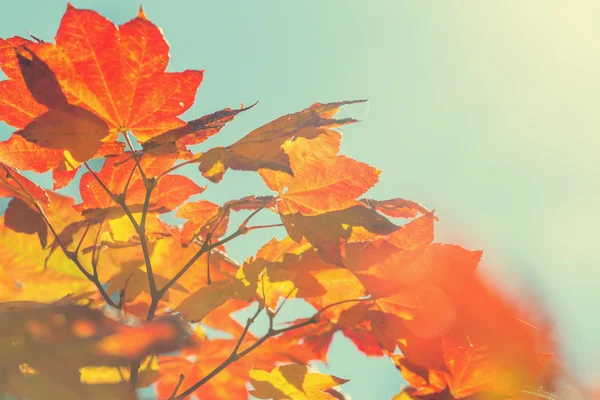 Autumn leaves — Stock Photo, Image