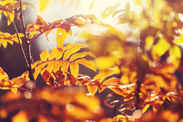 Herbstblätter — Stockfoto