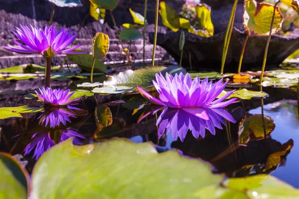 Flores de loto — Foto de Stock