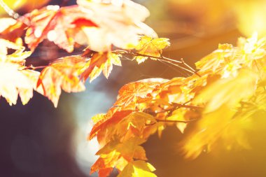 Sonbahar Yaprakları