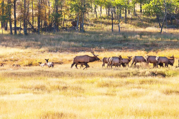 Deers in forest — Stock Photo, Image