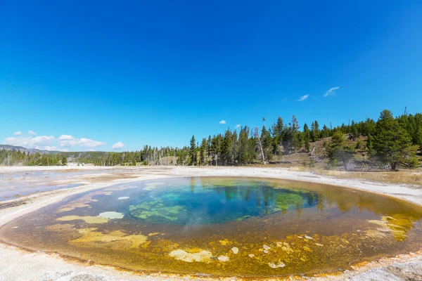 Spring in yellowstone — Stock Photo, Image
