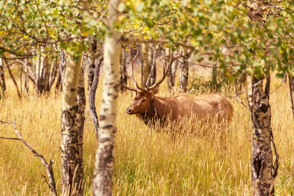 Herten in bos — Stockfoto