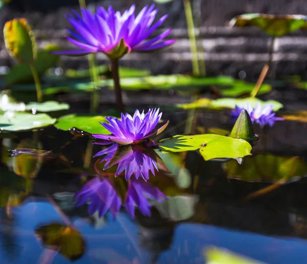 Lotus auf dem Wasser — Stockfoto