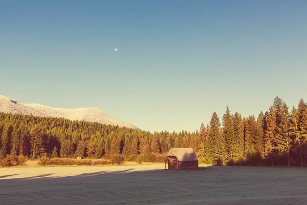 Morning meadow — Stock Photo, Image