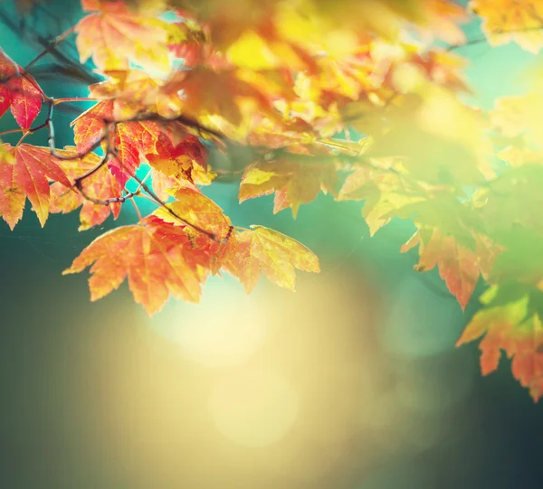 Autumn leaves — Stock Photo, Image