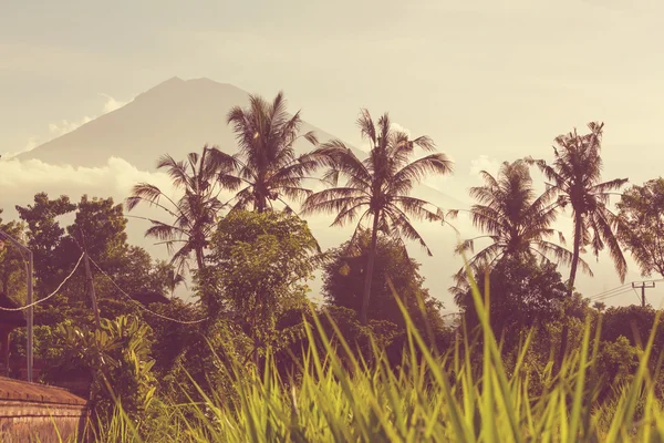 Fält i Indonesien — Stockfoto