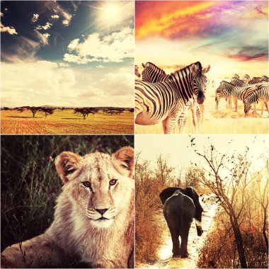 Afrika safarisi