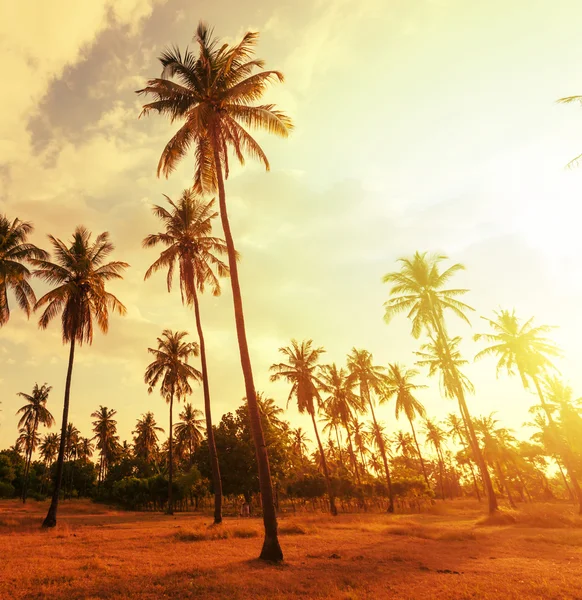 Palm plantation — Stock Photo, Image