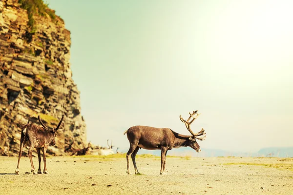 Reindeers Norveç — Stok fotoğraf