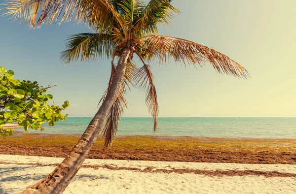 Tropisk strand — Stockfoto