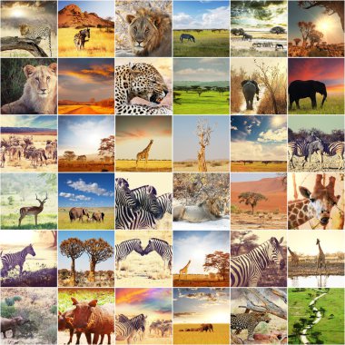 Afrika safarisi