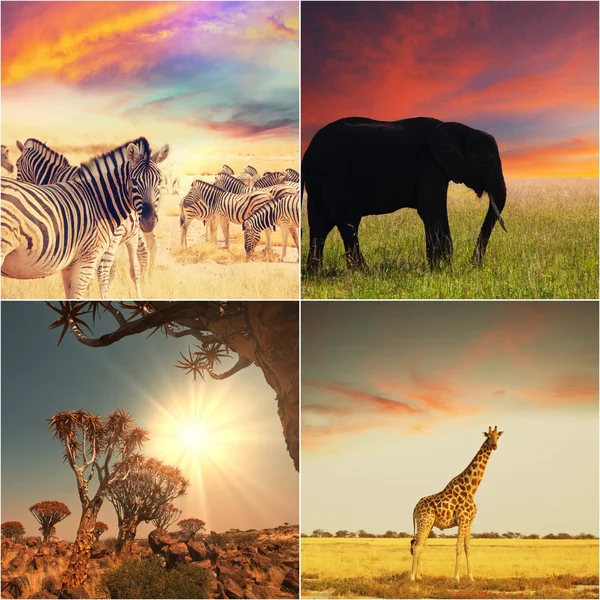 Afrikansk safari – stockfoto