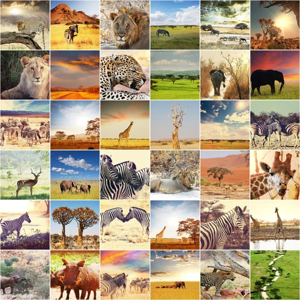 アフリカのサファリ — ストック写真