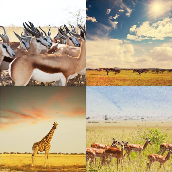 Africké safari — Stock fotografie