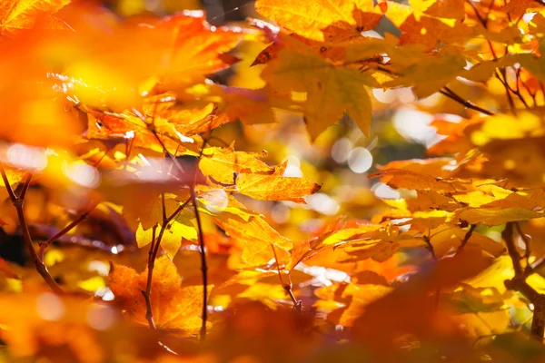 Hojas de otoño — Foto de Stock