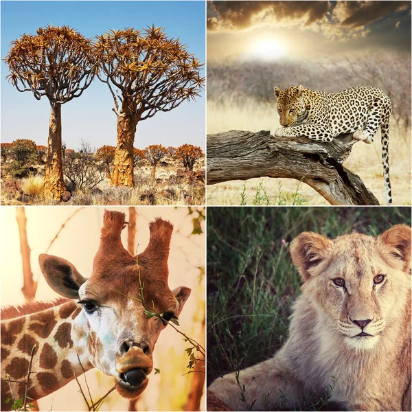 Collage de animales salvajes de la sabana Stock Photos, Royalty Free ...