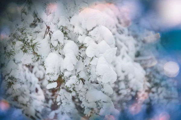 冷冻的树 — 图库照片