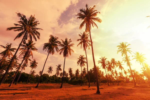 Piantagione di palme — Foto Stock