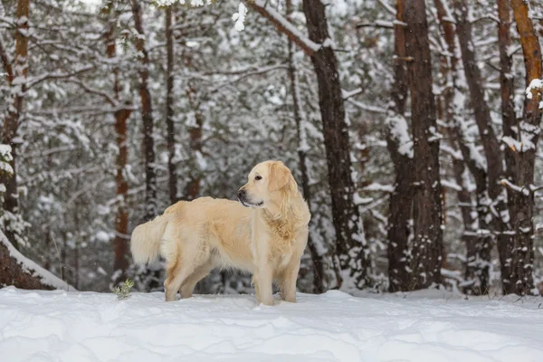 Retriever az erdőben — Stock Fotó