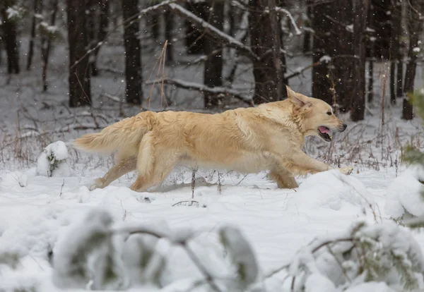 kamchatka